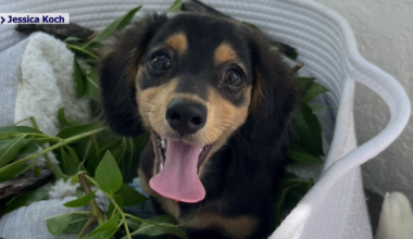 Cape Coral family searches for dog lost during holiday fireworks | Lee County