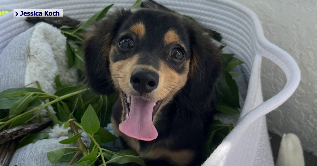 Cape Coral family searches for dog lost during holiday fireworks | Lee County