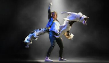 Ruth Eckerd Hall to present Mutts Gone Nuts | Diversions