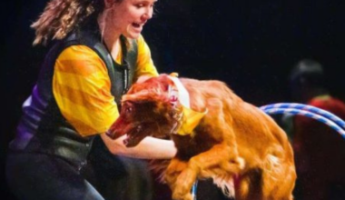 Canine Circus to bring ‘paw-some’ tricks to Largo | Arts & Entertainment