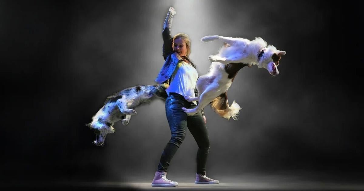 Ruth Eckerd Hall to present Mutts Gone Nuts | Arts & Entertainment