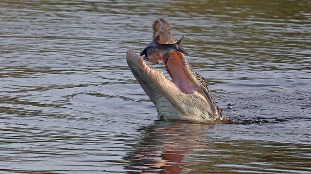 An alligator opens his jaws Friday, July 14, 2017 catching a fish in a lake off Lake Apopka Wildlife Drive . The city of Apopka thinks eco-tourism will be important to its economic future and provided land to develop a birding park on 70 acres formerly owned by the St. Johns River Water Management District at the entrance of the Lake Apopka Wildlife Drive. The park proposed by Apopka will give birders a place to huddle before venturing out on popular wildlife trails. (Red Huber/Staff Photographer)