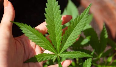 Florida proposal lets some people grow weed at home. Here are the rules