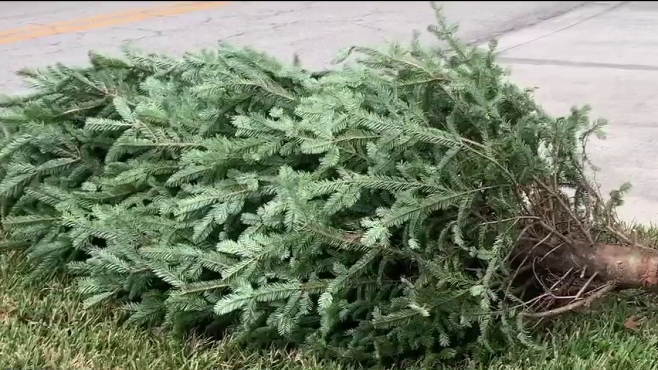 Christmas tree disposal around Tampa Bay