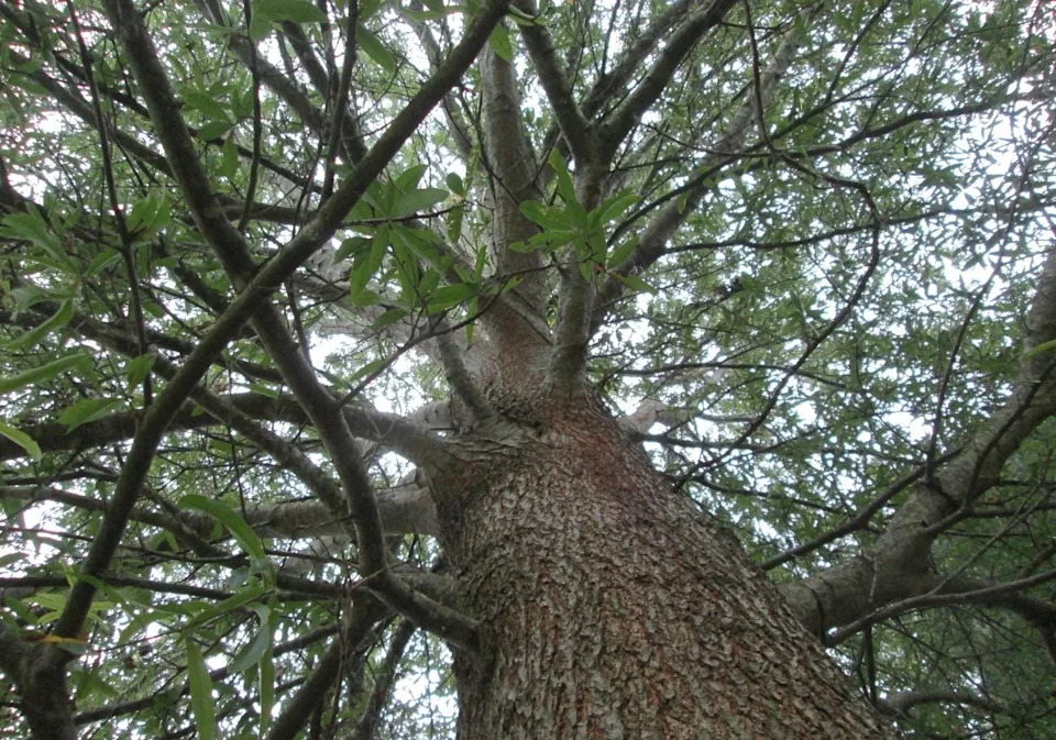 A mature tree’s branching structure supports a dense canopy that shades the ground, moderates temperatures, and contributes to the long-term health of urban forests.