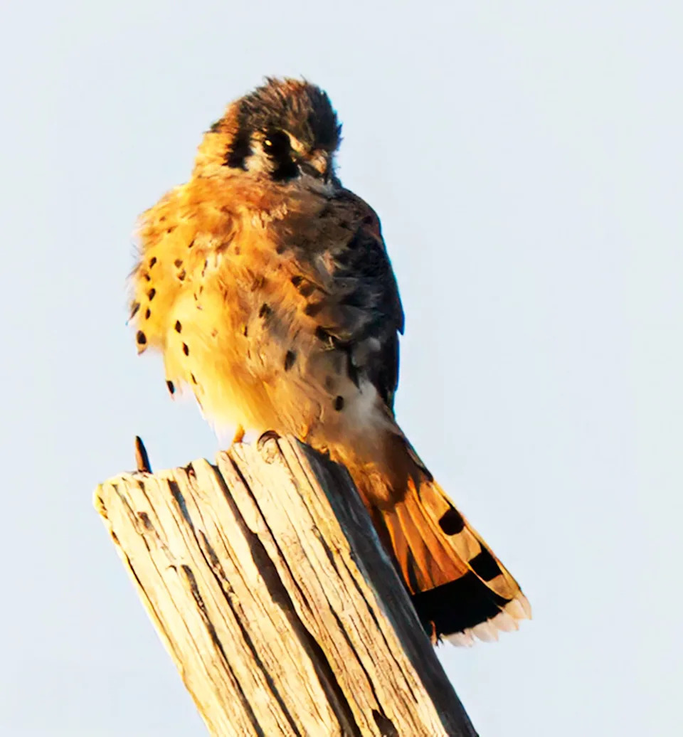 This kestrel was found in Sanibel. Taken with a SonyA7iii.