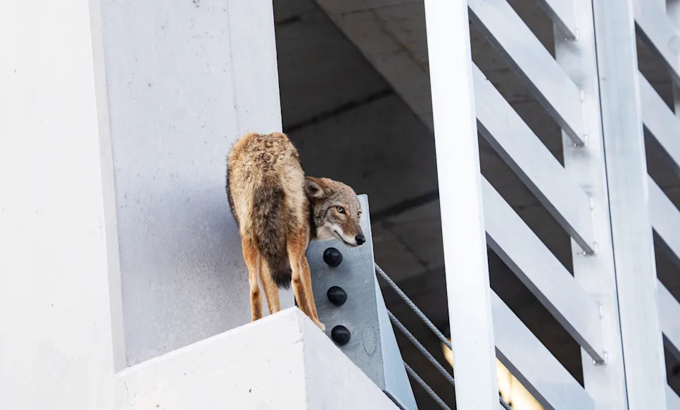 A wayward coyote made its way onto the ledge of the parking garage at the Luminary Hotel in downtown Fort Myers on Tuesday, Nov. 25, 2025. Members of the Fort Myers Police Department, Fort Myers Fire Department and Florida Fish and Wildlife responded to the scene along with a crowd of curious onlookers. The coyote jumped back into the garage and made its way safely out of the garage and was seen heading towards Fort Myers.