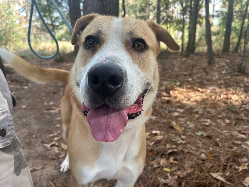 Happy go lucky Oz is excited about life and would love plenty of room to run and romp!