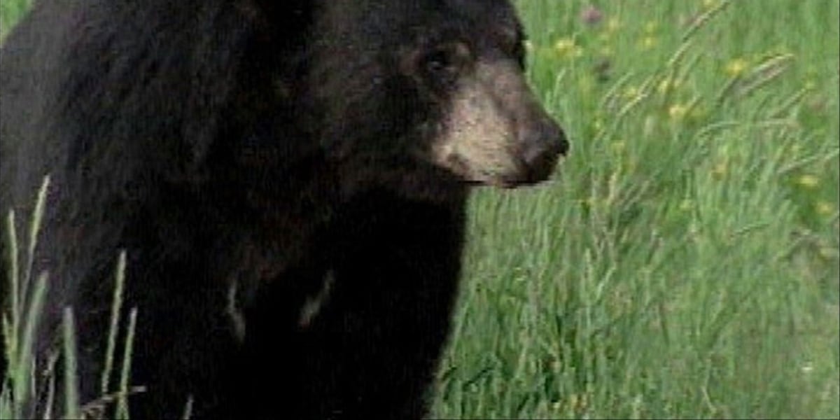 Local hunter reflects after Florida’s bear hunt wraps up