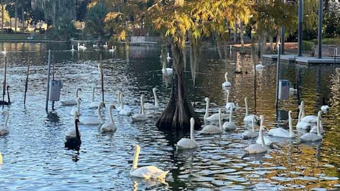 Investigation launched into swan deaths at Lake Eola Park in Orlando