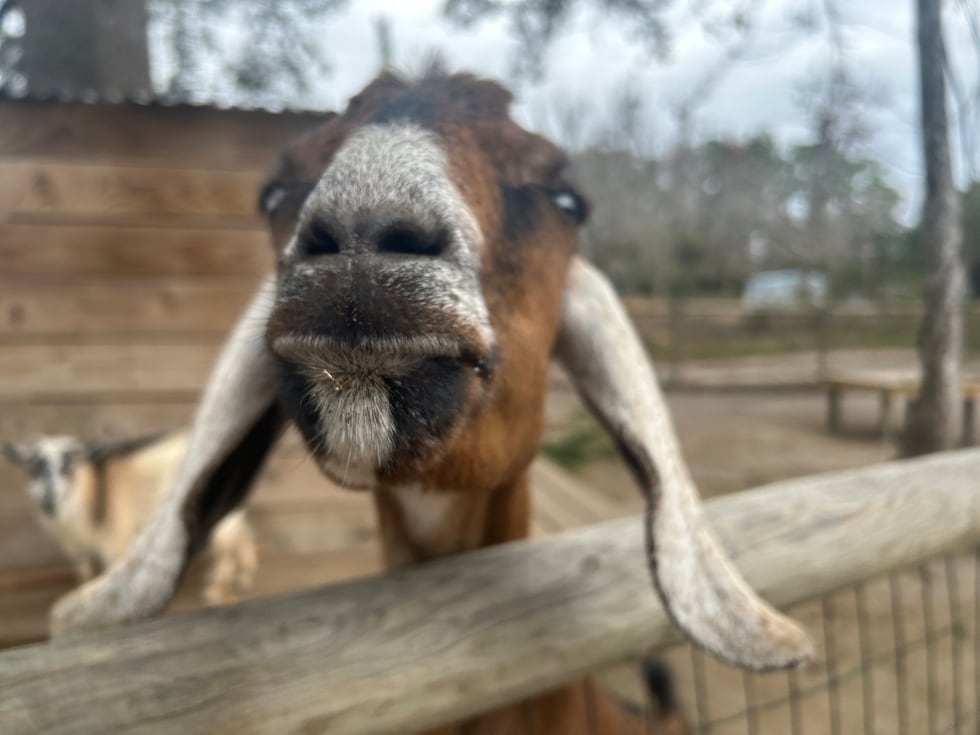 Goats are among the animals at the North Florida Wildlife Center that will help to "recycle"...