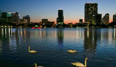 Orlando's iconic swans are dead. Authorities suspect bird flu