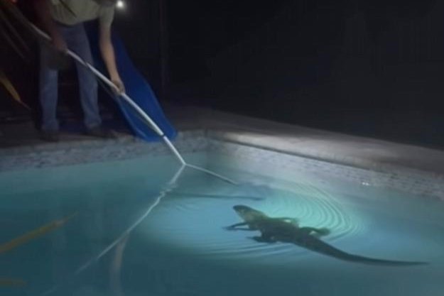 Watch: Alligator takes late night swim in Florida family's pool