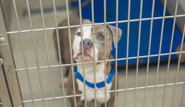 Holiday Event Waives Adoption Fees as Broward County Works to Empty Crowded Shelters • Coral Springs Talk