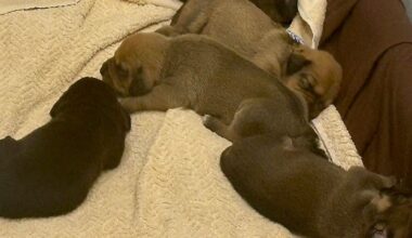 Statewide animal abuse database coming to Florida