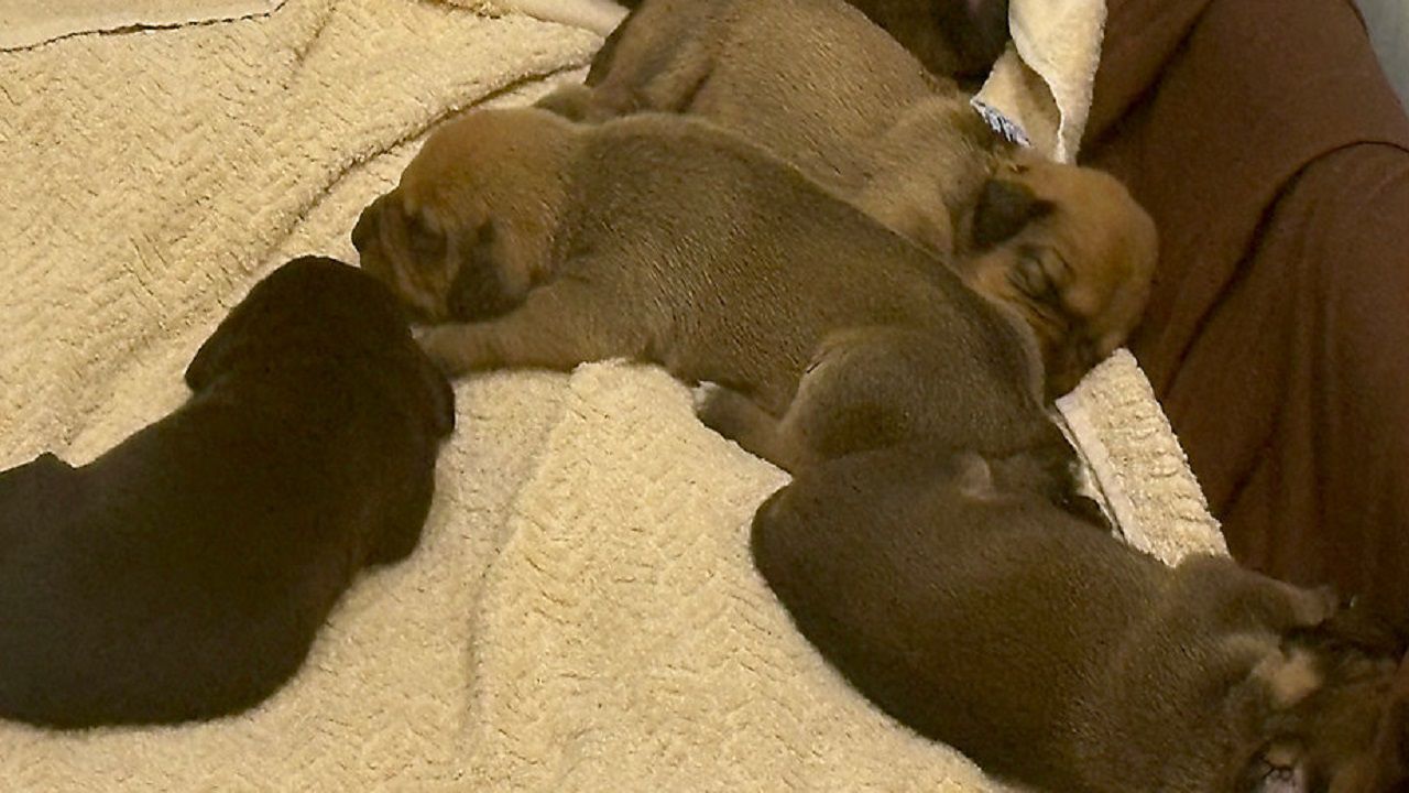 Statewide animal abuse database coming to Florida