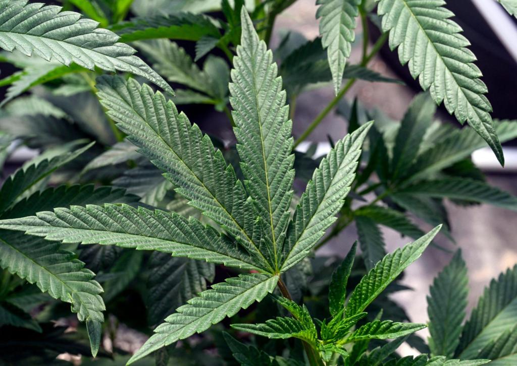 Legalized marijuana proposal goes to Florida Supreme Court – Sun Sentinel