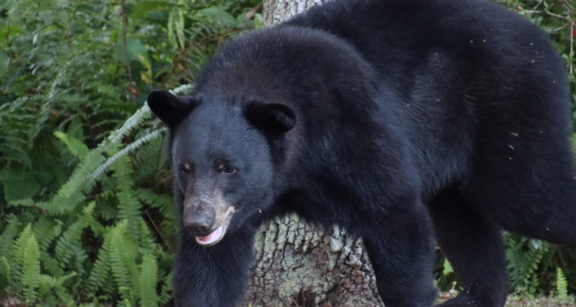 Florida black bear