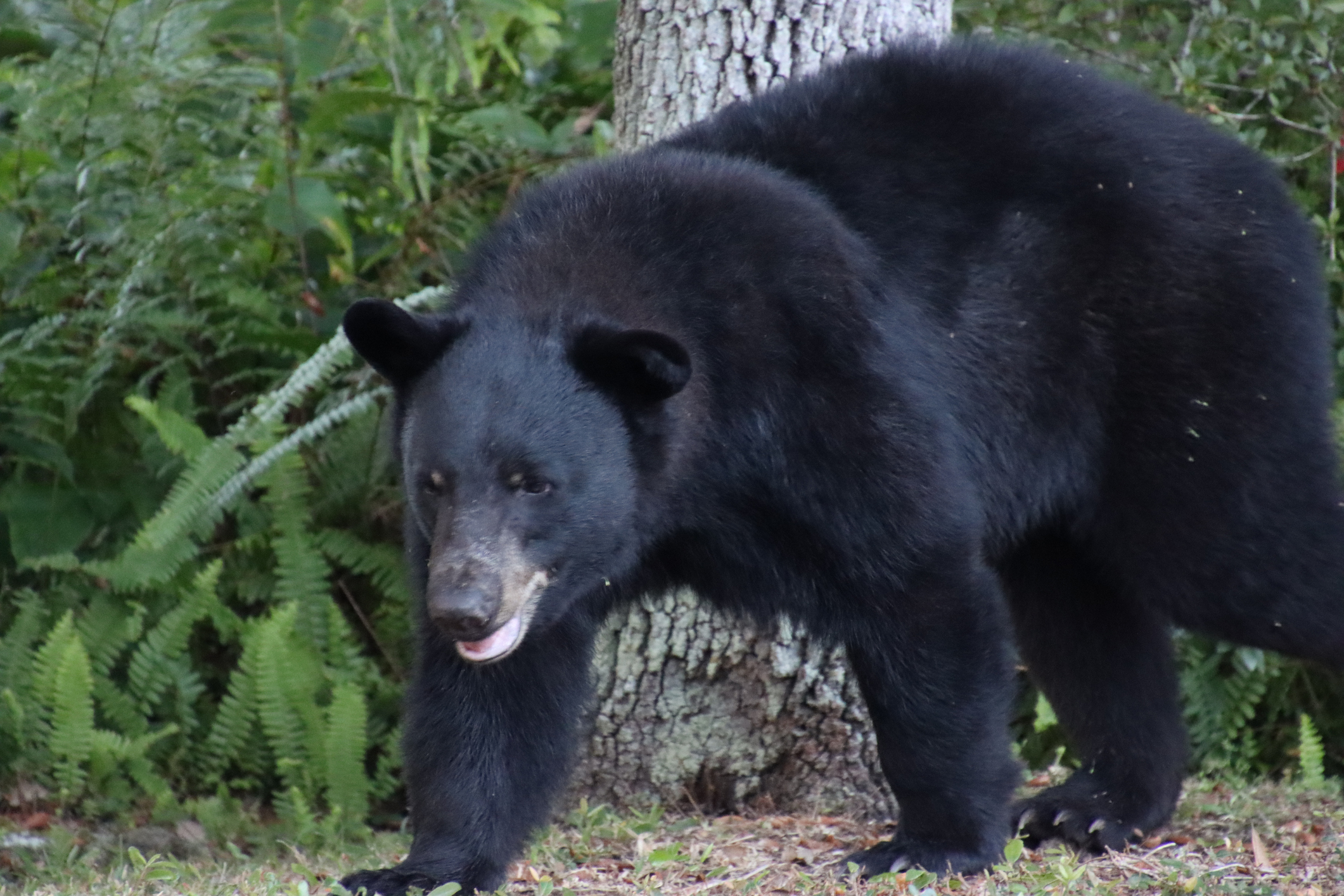 Florida black bear