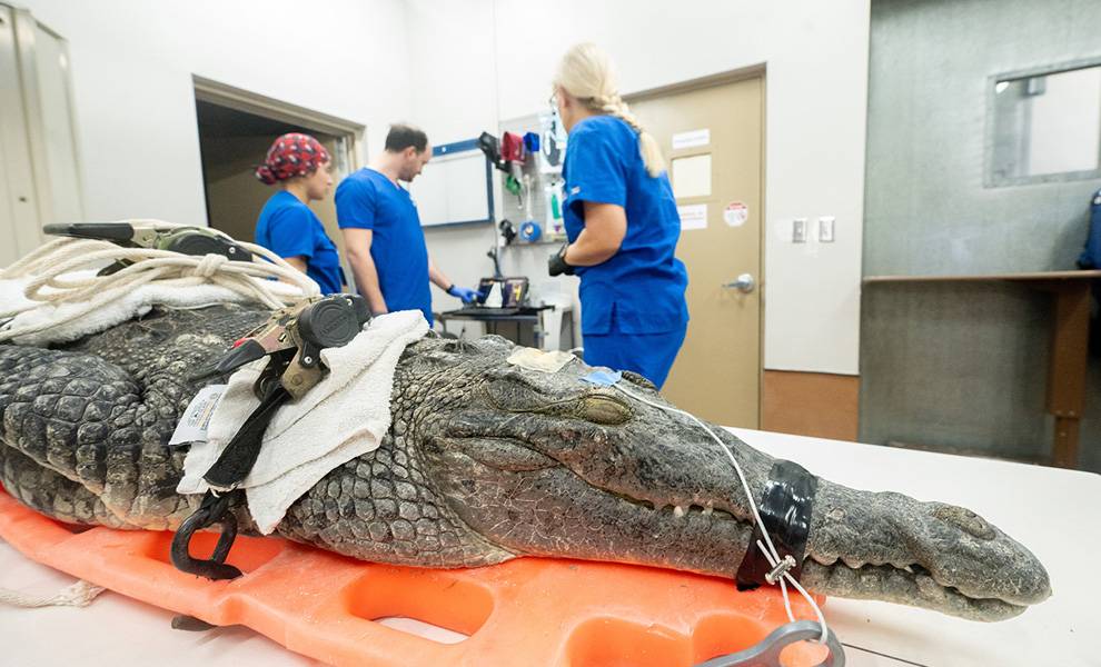 Miami, we must do better: The cruel death of Britney the crocodile should outrage us all 2 Britney 1