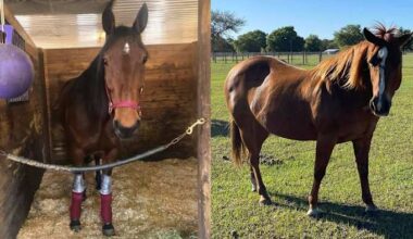 Stolen horses found in South Florida, Cuban migrant arrested, Volusia sheriff says