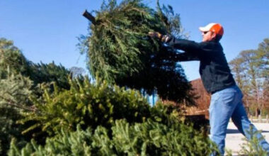 Florida Forest Service Provides Safety Tips for Disposing of Christmas Trees