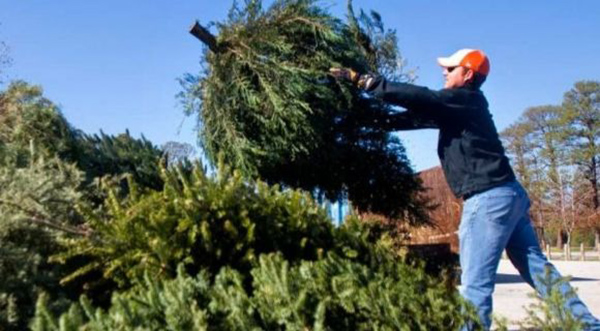 Florida Forest Service Provides Safety Tips for Disposing of Christmas Trees