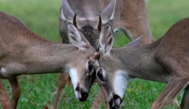 Florida treasures threatened by Endangered Species Act reforms