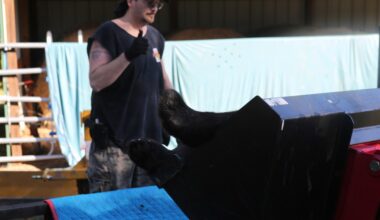 Why the state secrecy on black bear hunt?