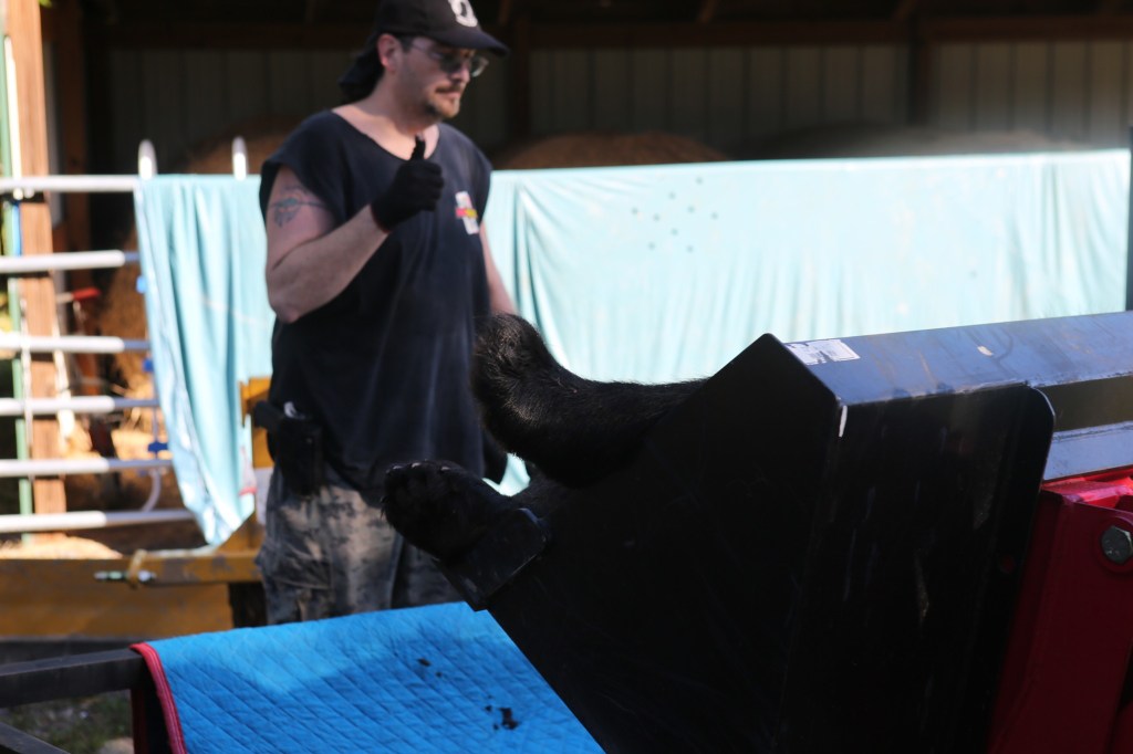 Why the state secrecy on black bear hunt?