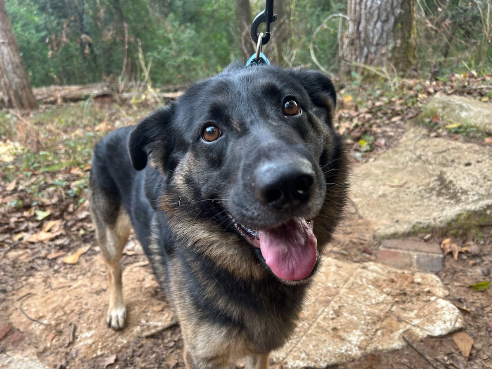 Claus is a perfectly wrapped package of fluffy, easy going, doggie goodness!