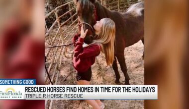 Rescued Horses find homes in time for the holidays