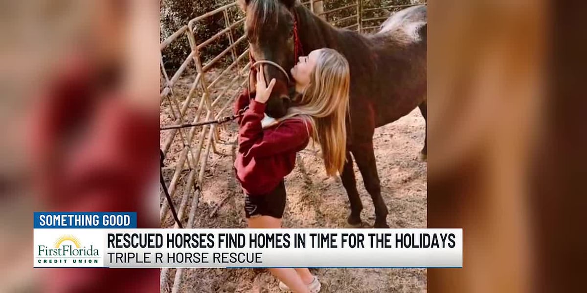 Rescued Horses find homes in time for the holidays