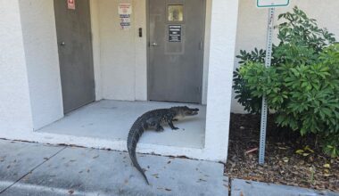 Alligator found at Florida state attorney office