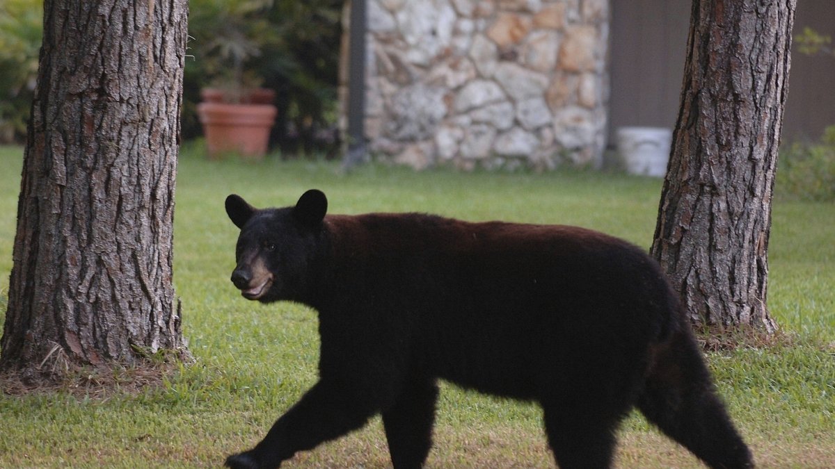 Florida’s rare and controversial black bear hunt kills 52 – NBC New York