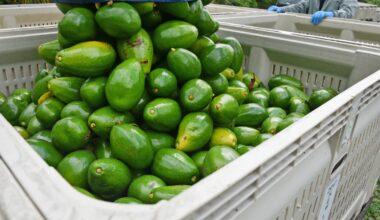 Florida man charged with stealing 400 pounds of avocados – NBC 6 South Florida