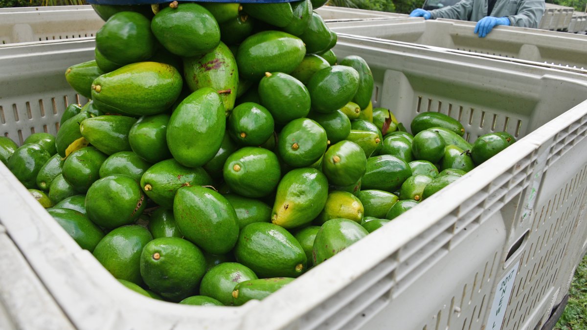 Florida man charged with stealing 400 pounds of avocados – NBC 6 South Florida