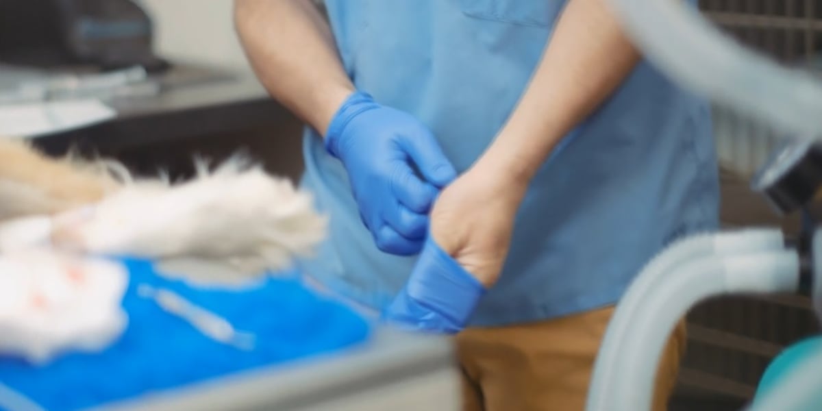 Florida bill would require vets to report suspected animal cruelty