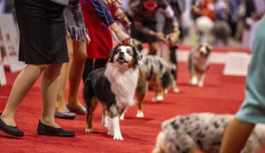 AKC National Championship brings thousands of dogs to Orlando