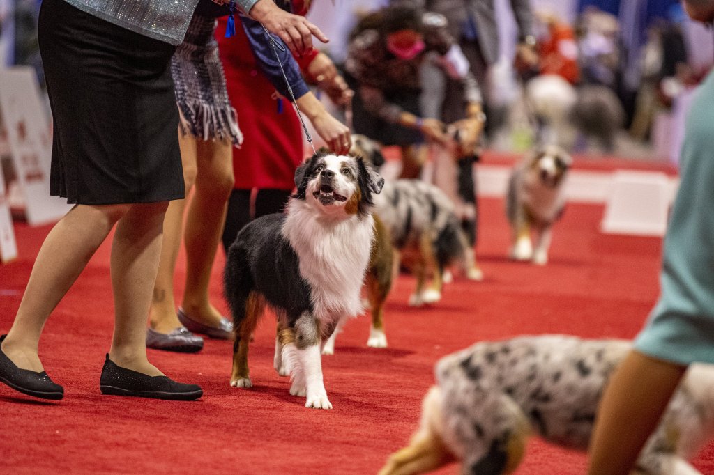 AKC National Championship brings thousands of dogs to Orlando