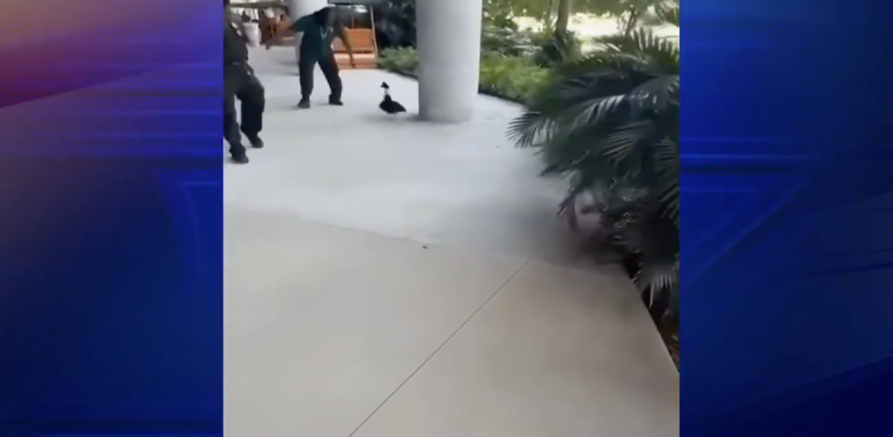 A man charges at a duck on the University of Miami campus
