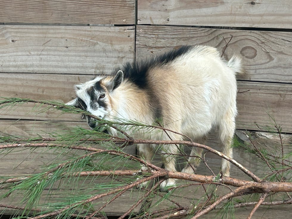 Goats at the North Florida Wildlife Center eat up to five carts full of twigs, branches and...