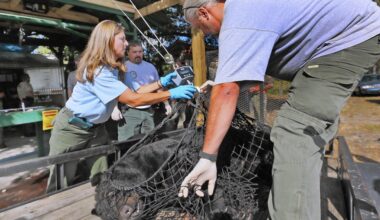 How many bears have been killed so far in Florida's hunt?