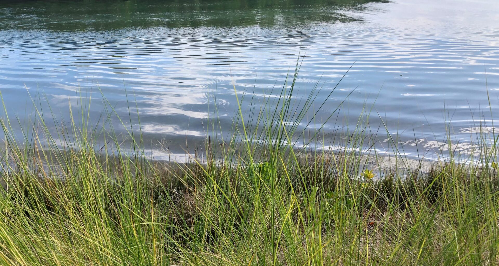 Away in a mangrove, there are reminders that if we help it, Boca Ciega Bay can heal itself