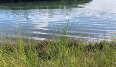 Away in a mangrove, there are reminders that if we help it, Boca Ciega Bay can heal itself