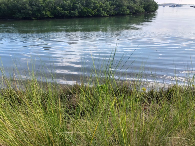 A view looking out over a calm bay through tall, thin blades of green marsh grass in the foreground. Small ripples move across the surface of the water toward a dense line of green mangroves on the opposite shore.