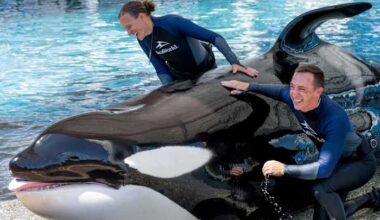 SeaWorld announces death of ‘beloved’ killer whale Katina at 50