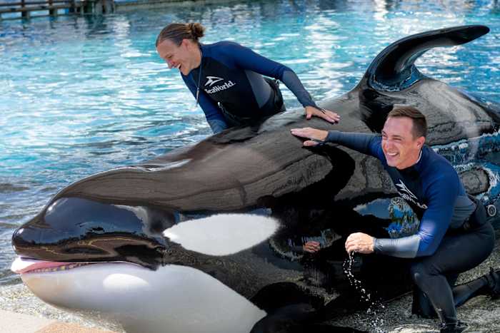 SeaWorld announces death of ‘beloved’ killer whale Katina at 50
