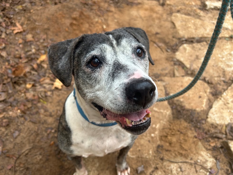 This salt and pepper princess is cuter than ever!