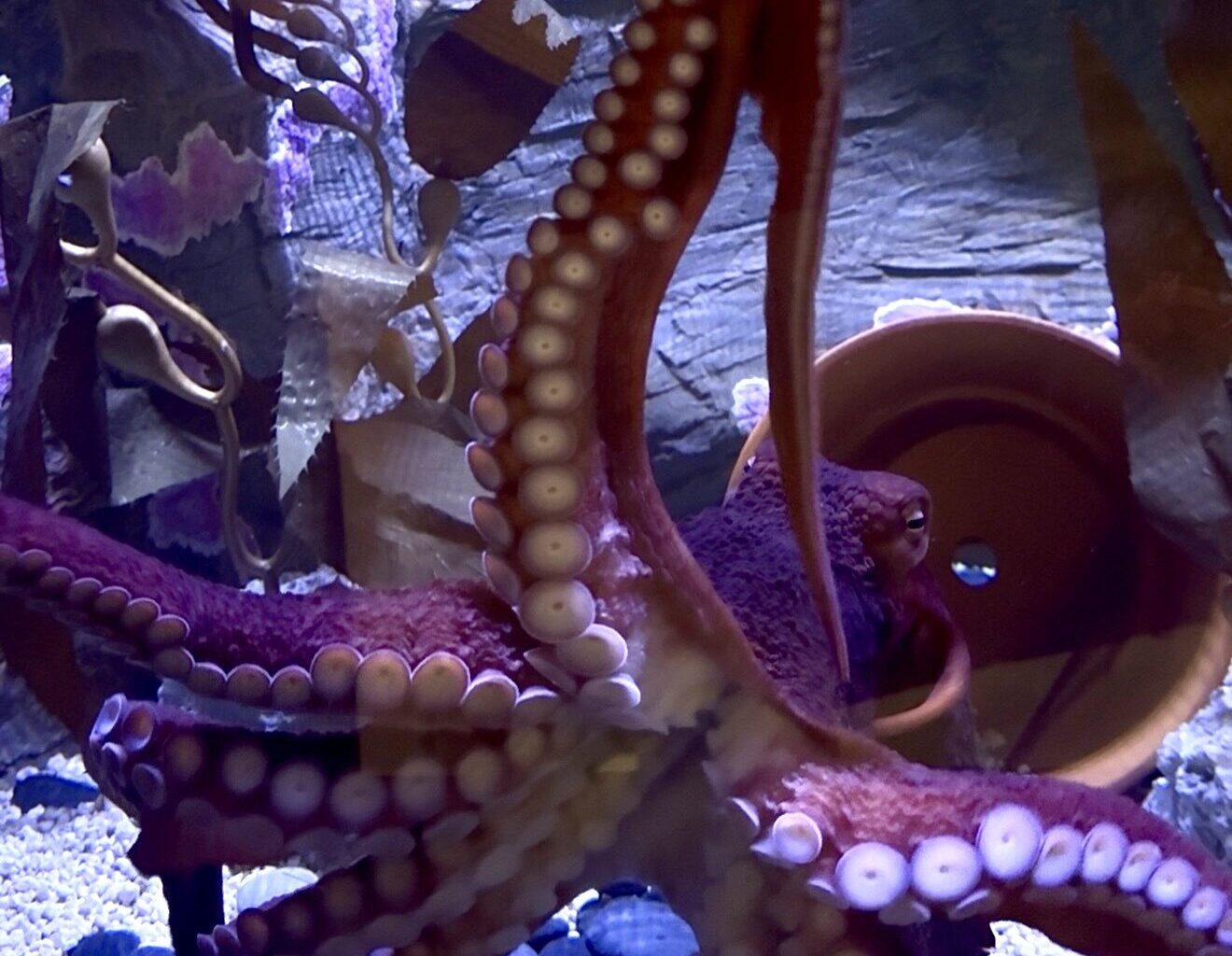 Shell museum’s new exhibits & giant octopus